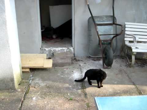 Amsel auf Katzenjagd - Merle, chasseur de chat © Angelina de Satura