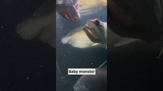 Download lagu Giant silver arowana hand feeding #arowana #fish #shorts mp3 Download lagu Giant silver arowana hand feeding #arowana #fish #shorts mp3