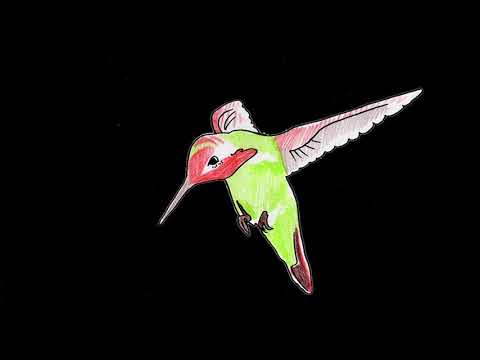 Video thumbnail for Hummingbird