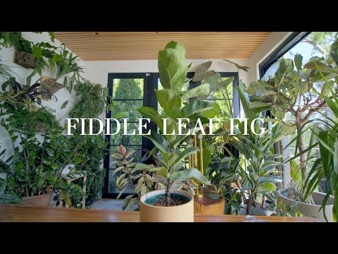 The Fiddle Leaf Fig: EVERYTHING you need to know about care