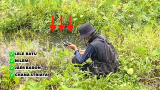 Download lagu Dua hari mencari ikan di rawa-rawa|| NEMU SPOT KOMPLIT ||dapat lele lokal, nilem, chana & Jaer🔥🐠🤤 mp3