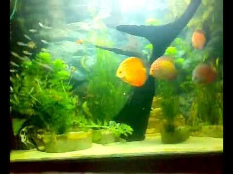 Discus fish community  tank