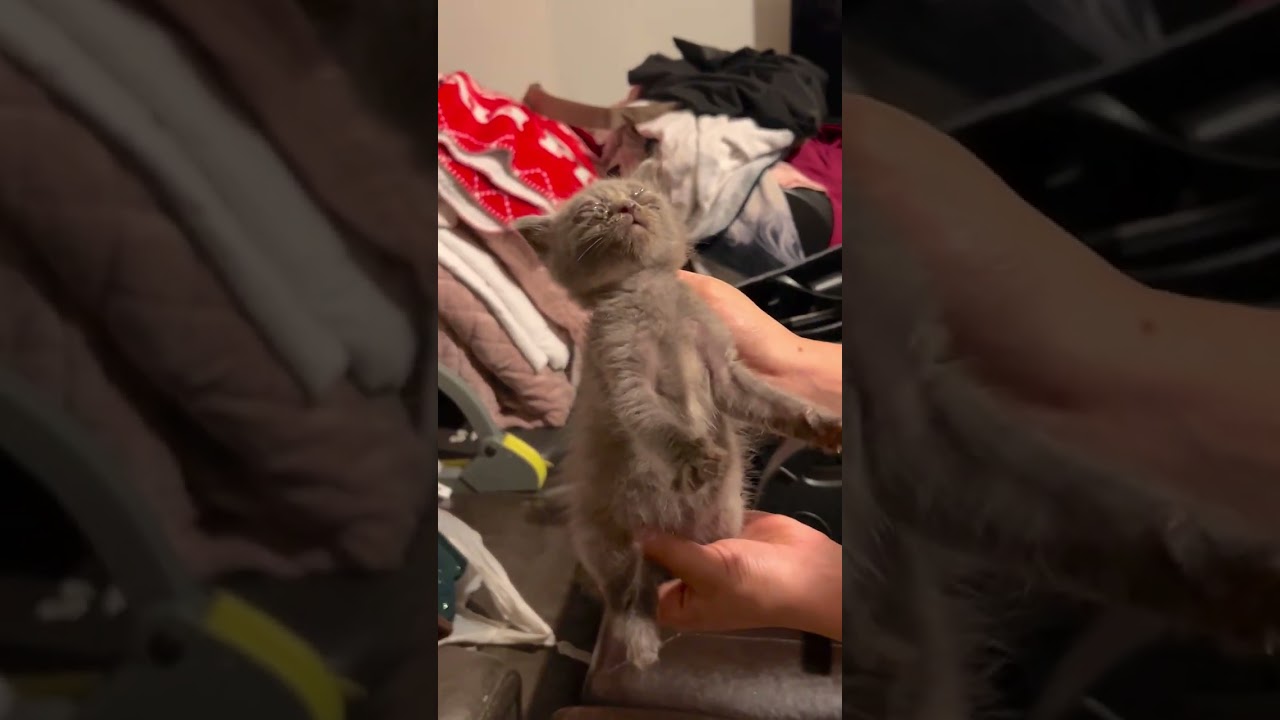 These 5 Newborn Kittens video