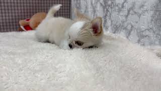 チワワ(ロング)の動画01