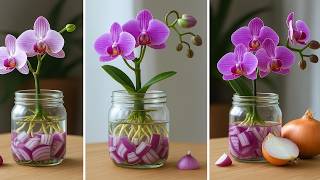 Just onion! Orchids grow extremely fast and bloom year round| Wonder Garden