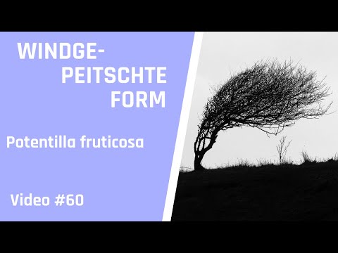 Windgepeitschte Bonsai-Formen: Die Grundlagen für Bonsai Anfänger