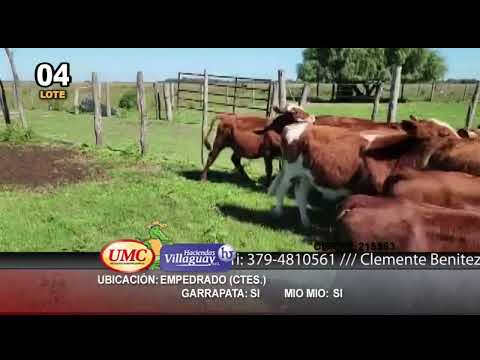 Lote 75 Terneros en Empedrado, Corrientes