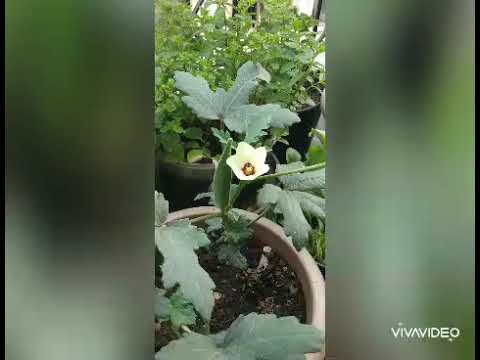 Introduction of Jiana