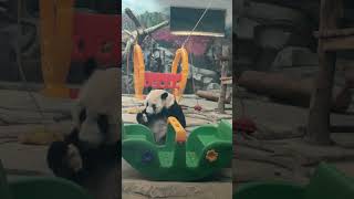 Panda at Wuhan Zoo (5)