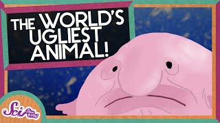 The World's Ugliest Animal