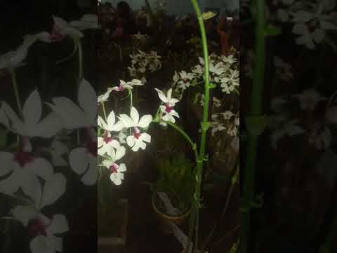 Quando Deus permiti que você passe por uma batalha