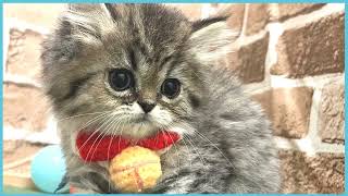 ペットショップCOO&RIKU No00703530(ペルシャ)