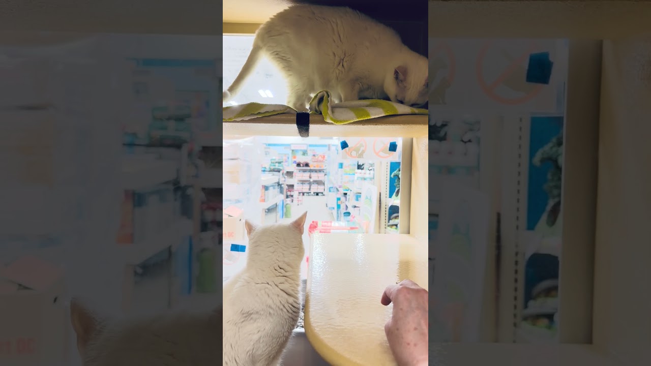 Snow & Flake, an adoptable Domestic Short Hair in Woburn, MA video 3/3