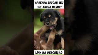 [ OLHA QUE FOFURA ] Cachorrinhos Fofinhos - Top Vdeos Para Amar Muito #Shorts