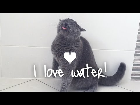 In the shower: Alfie the British Shorthair Cat LOVES water!