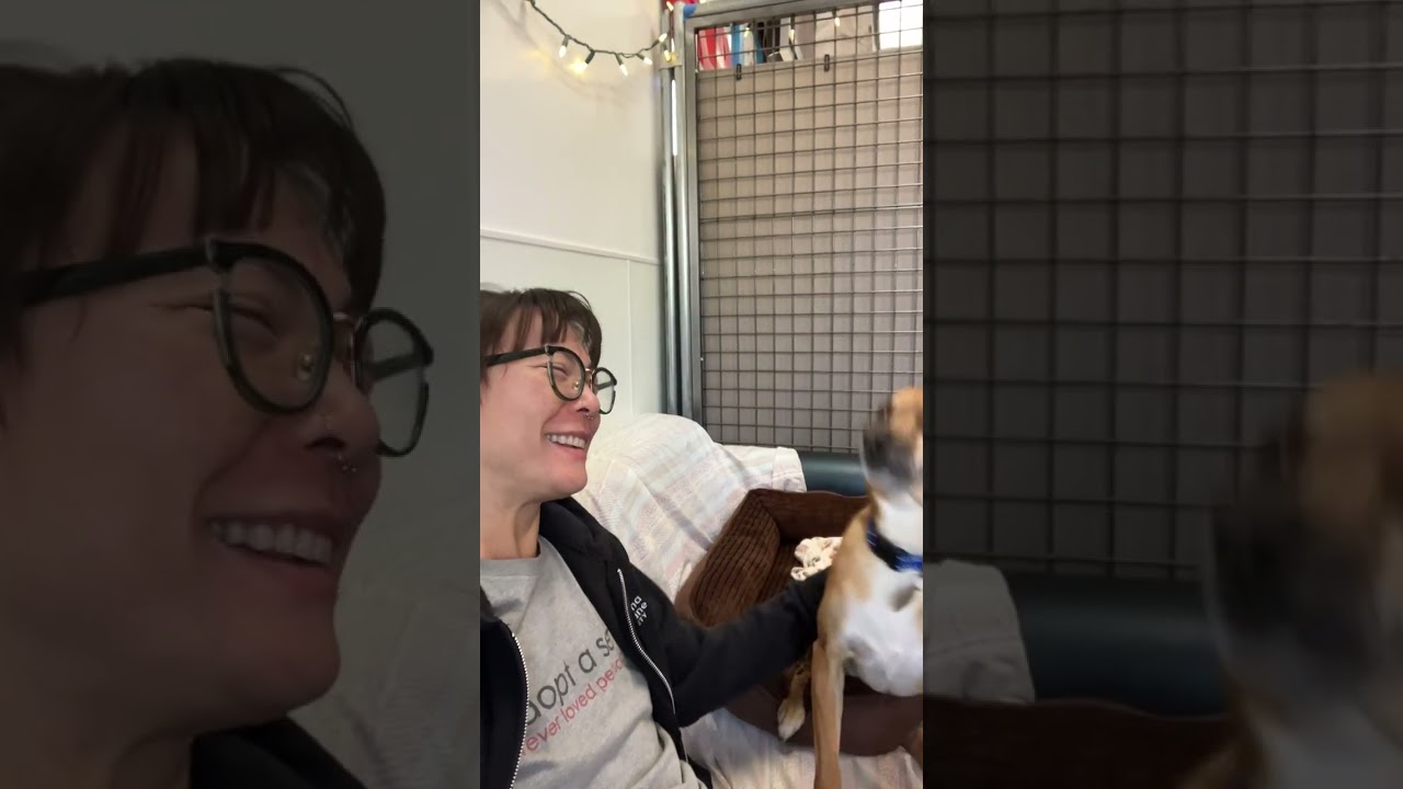 Enlarge Oscar, an adoptable mixed breed in Scottsdale, AZ video 3/6