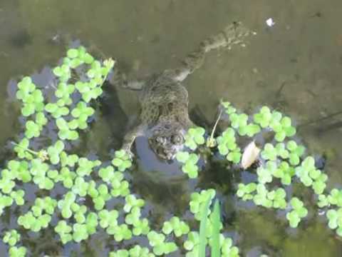 Bombina variegata L. - Yellow-bellied Toad