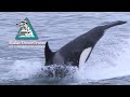 True Alaska Moment- Orca Breach