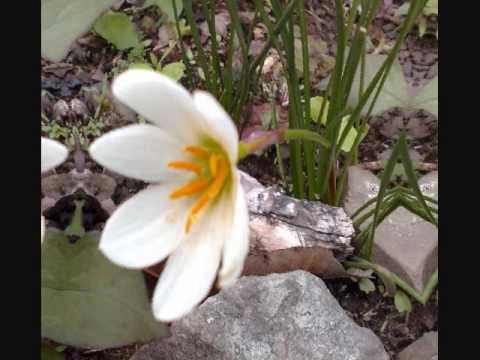 Topod-topod Nosindualan