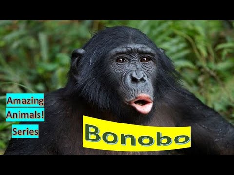 Bonobo  facts 🦍 pygmy chimpanzee 🦧 From Congo 🦧 what’s an ape 🦍