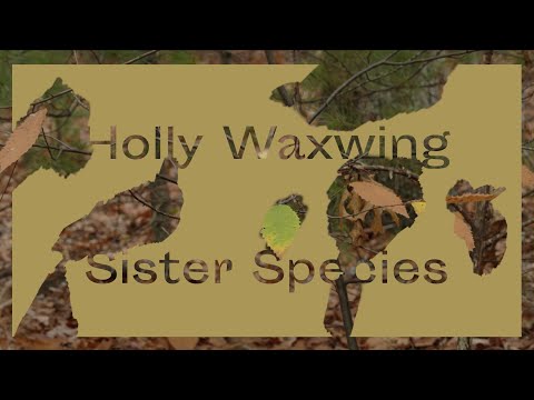 Video thumbnail for ​Sister Species