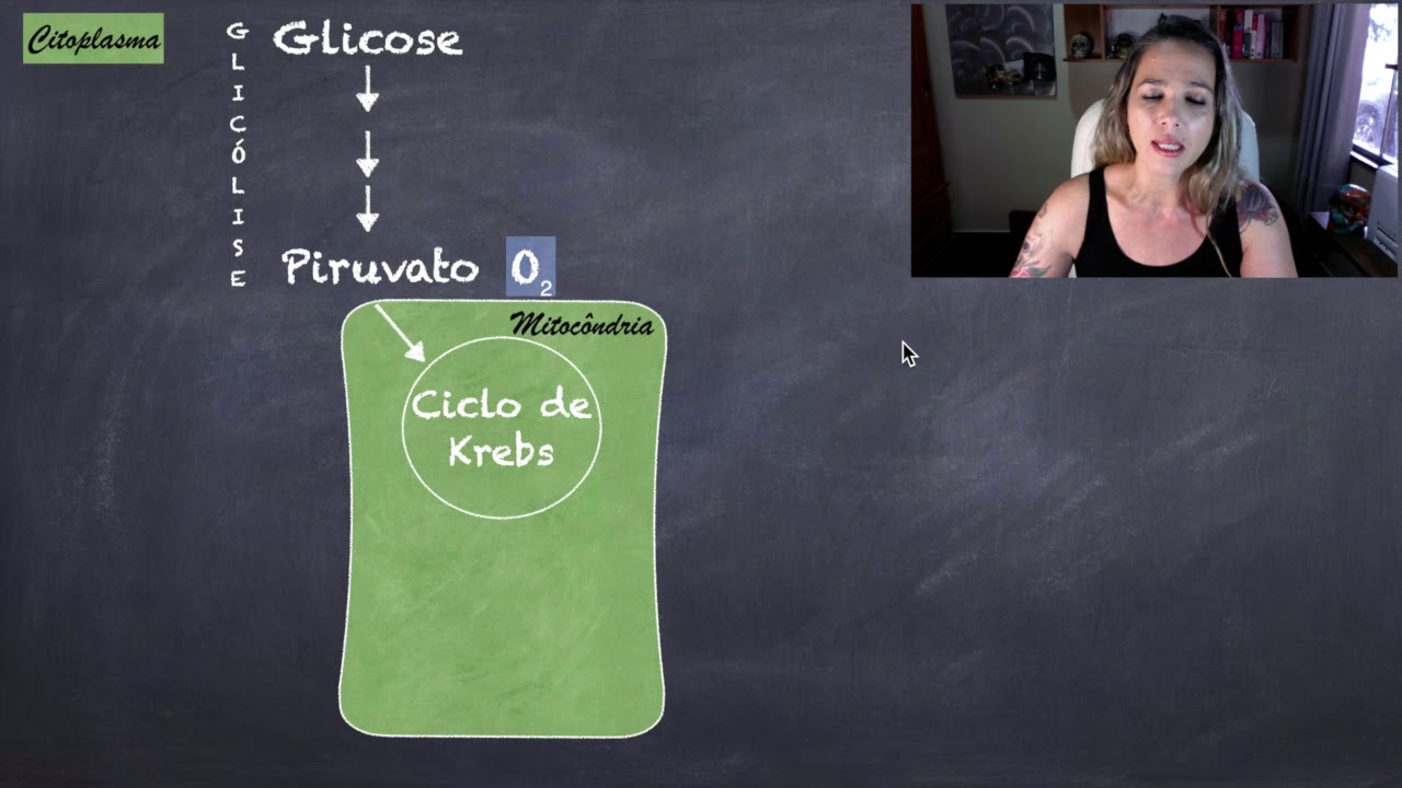 Metabolismo Glicêmico no Estado Alimentado