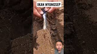 Download lagu A FISH HAS BEEN FOUND IN THE SAND #shorts #reaction mp3