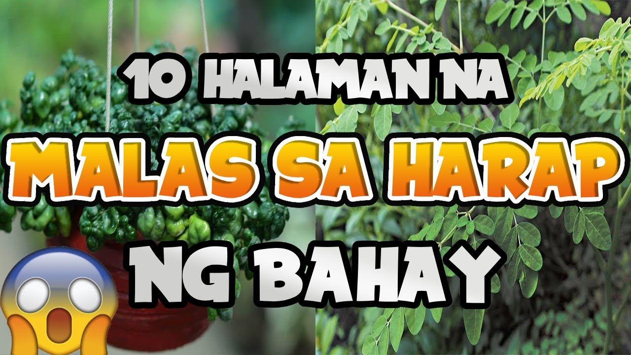 Putar video 10 Halaman na Malas sa Harap ng Bahay sekarang 10 Halaman na Malas sa Harap ng Bahay