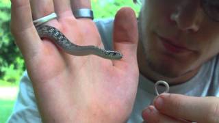 DeKay's Brown Snake