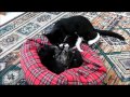 Lowen Fun Narnia And Her Five Kittens July 2012