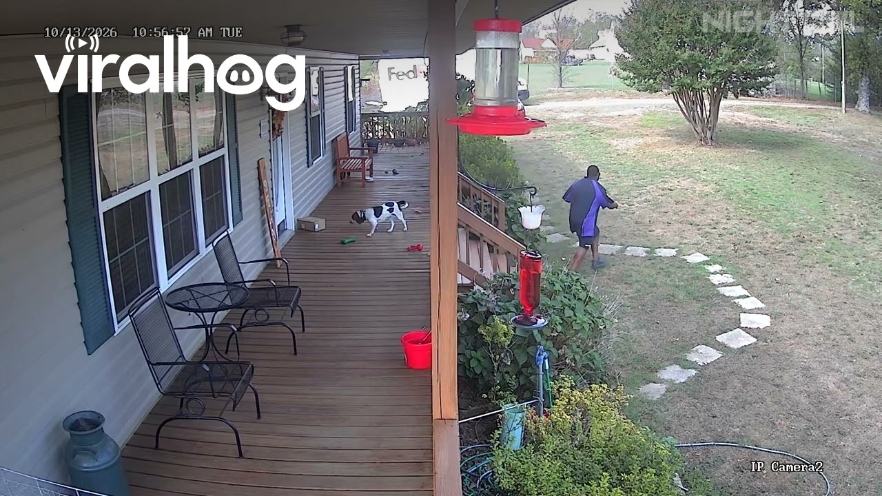 Delivery Driver Delivers Package and Pets Pup || ViralHog