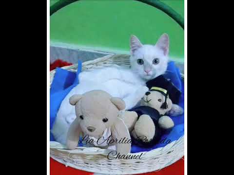 foto kucing lucu /cute cat