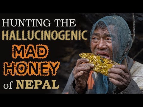 Hallucinogen Honey Hunters - Hunting mad honey - documentary