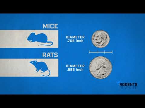 How Rodents Get Inside