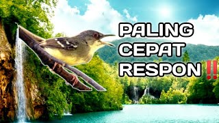 Download lagu pancingan suara ciblek semi gacor bikin ciblek cepat respon mp3