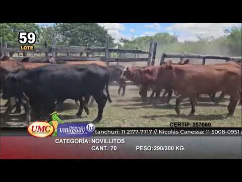 Lote 70 Novillitos en Herlitzka, Corrientes