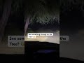 Was That A Ghost India Dram Lucknow Tree Ghost India Indradam Lucknow Scary Night