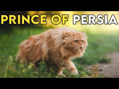Persian Cat 101 - Learn ALL About Them!