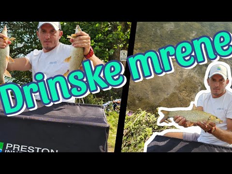 Feeder pecanje, reka Drina-Visegrad, pecanje borbenih mrena