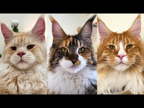 Cat Siblings Meet After 8 Months Apart!