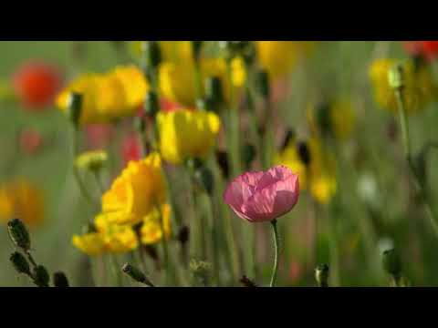 Flowers Background videos I Royalty  free videos I no copyright