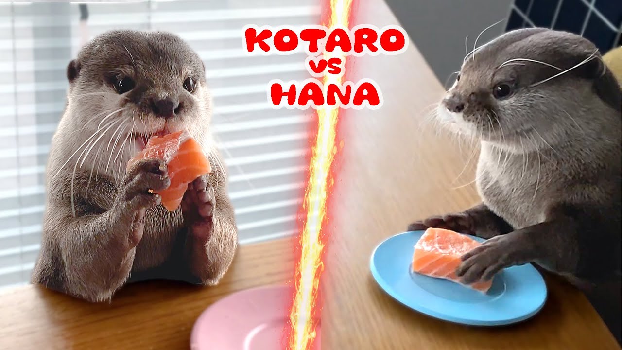 カワウソの特大サーモン早食い対決でまさかの結末！　Otter Salmon Speed-eating Contest