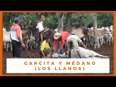 NC GARCITA - MÉDANO DE GÓMEZ. Guárico. Aguaro - Guariquito. Elaboración del queso llanero. Jineteo.