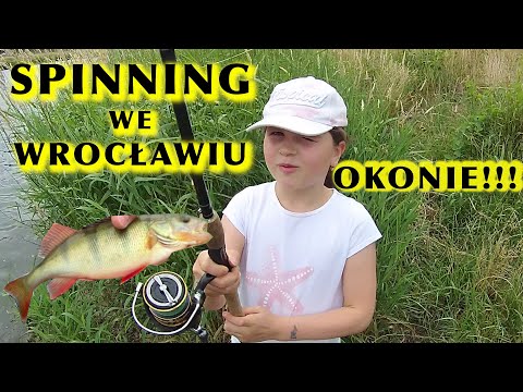 CIEKAWSKIE i ŻARŁOCZNE OKONIE NA SPINNING WE WROCŁAWIU!!! #spinning #okoń #wędkarstwo #okonie