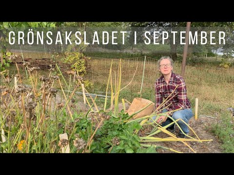 Vegetable garden tour September 2024