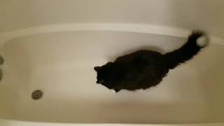 Tuxedo Cat Jumps Into The Bathtub