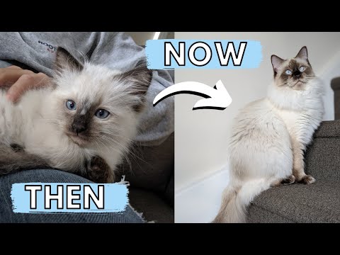 Happy Birthday Zeus! 🐱 2-12 Month Ragdoll Kitten to Cat Transformation