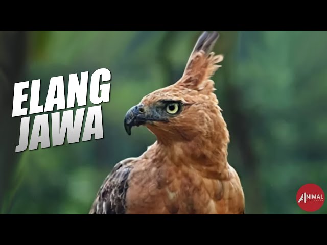 Wymowa wideo od Elang na Indonezyjski