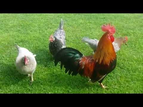 Hahn past auf seine Hühner auf !