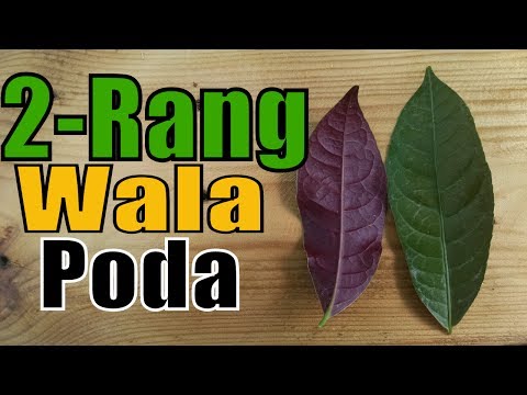 download lagu mp3 mp4 Green And Maroon Plant, download lagu Green And Maroon Plant gratis, unduh video klip Green And Maroon Plant